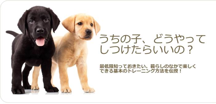 犬のしつけ１